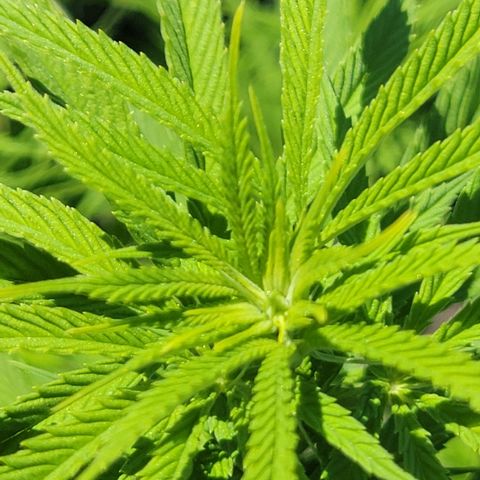 009: "OG Hella Jelly #1" growlog timeline photo