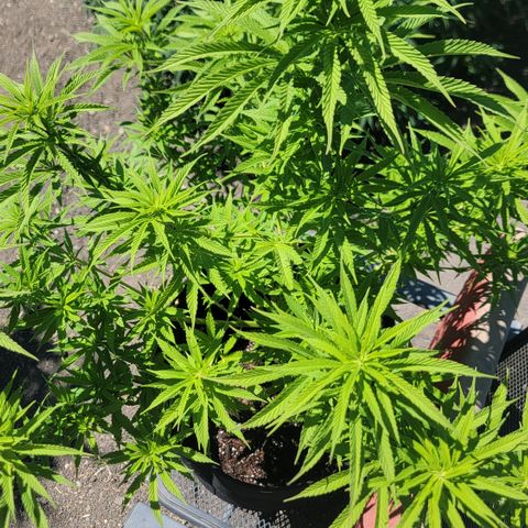 009: "OG Hella Jelly #1" growlog timeline photo