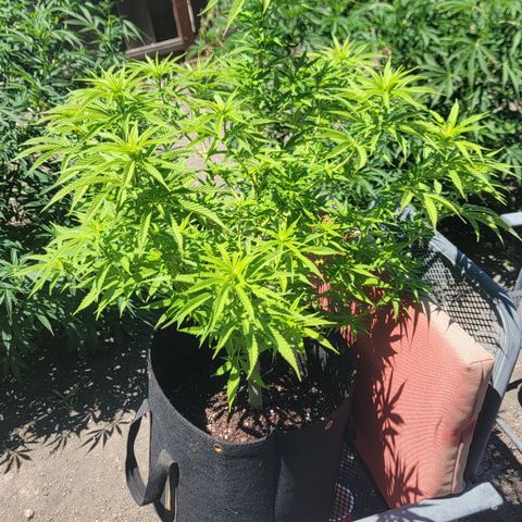 009: "OG Hella Jelly #1" growlog timeline photo