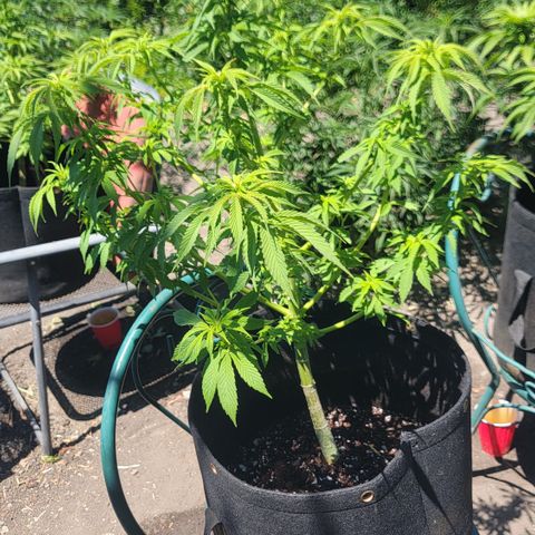 010: "OG Hella Jelly #2" growlog timeline photo