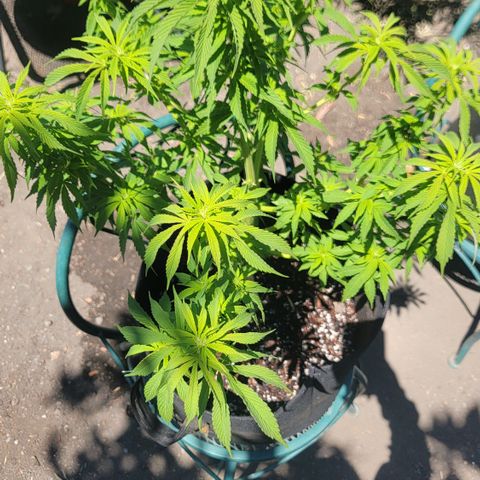 010: "OG Hella Jelly #2" growlog timeline photo