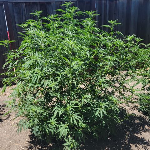001: "Who Knows" growlog timeline photo