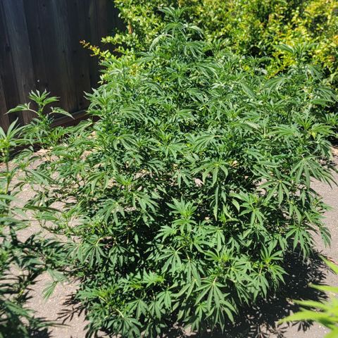 002: "Raul" growlog timeline photo