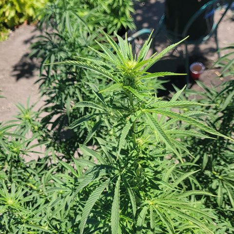 003: "Mike #2 (Right seed)  growlog timeline photo