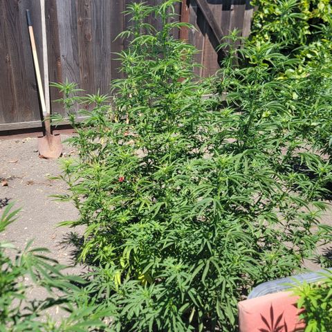 003: "Mike #2 (Right seed)  growlog timeline photo
