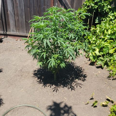 005: "Azul" growlog timeline photo