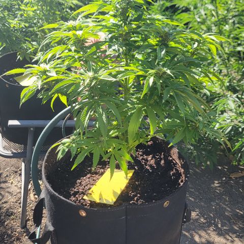 007: "Hella Jelly P5 #1" or AZUL?? growlog timeline photo
