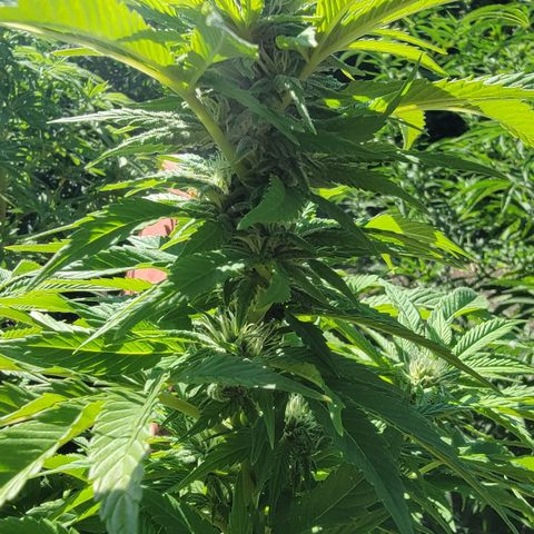 007: "Hella Jelly P5 #1" or AZUL?? growlog timeline photo