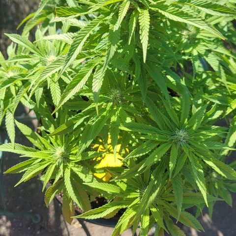 007: "Hella Jelly P5 #1" or AZUL?? growlog timeline photo