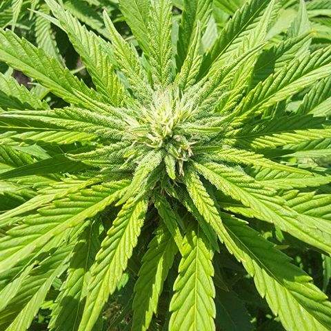 007: "Hella Jelly P5 #1" or AZUL?? growlog timeline photo