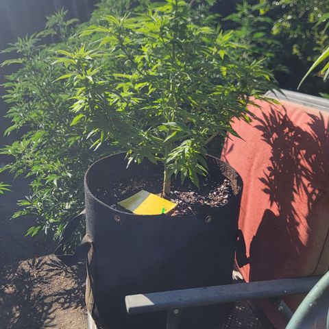 008: "Hella Jelly P5 #2"  growlog timeline photo