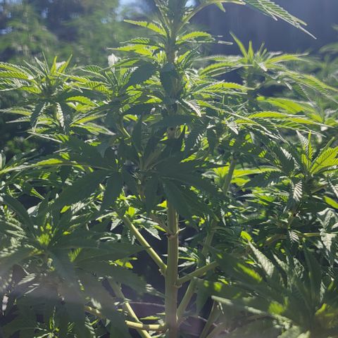 008: "Hella Jelly P5 #2"  growlog timeline photo