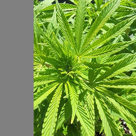008: "Hella Jelly P5 #2"  growlog timeline photo