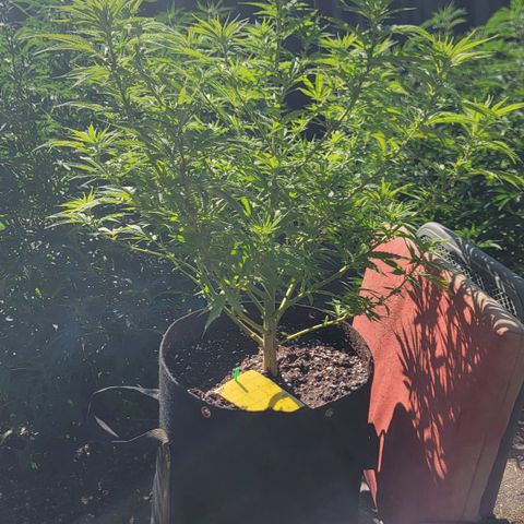 009: "OG Hella Jelly #1" growlog timeline photo