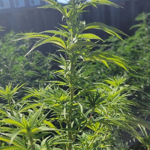 009: "OG Hella Jelly #1" growlog timeline photo