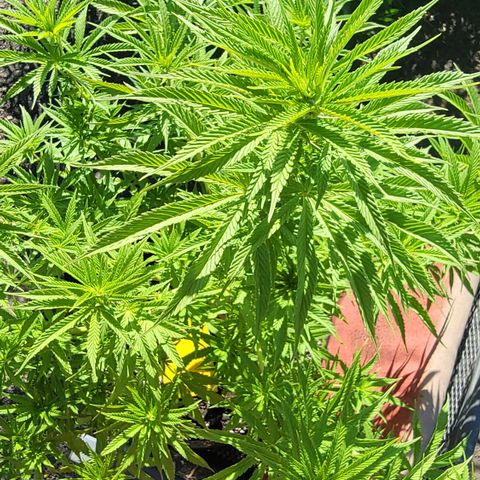 009: "OG Hella Jelly #1" growlog timeline photo