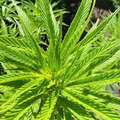 009: "OG Hella Jelly #1" growlog timeline photo