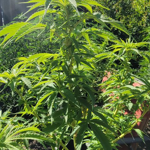 010: "OG Hella Jelly #2" growlog timeline photo