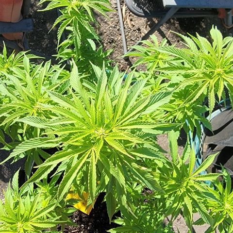 010: "OG Hella Jelly #2" growlog timeline photo