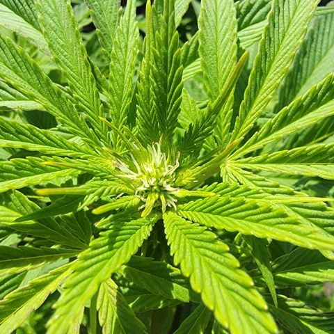 010: "OG Hella Jelly #2" growlog timeline photo
