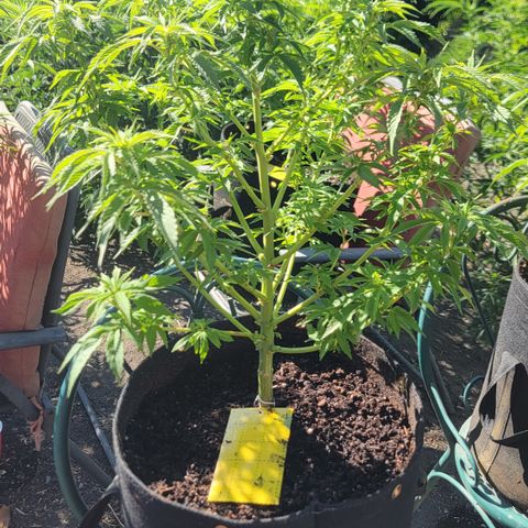 010: "OG Hella Jelly #2" growlog timeline photo
