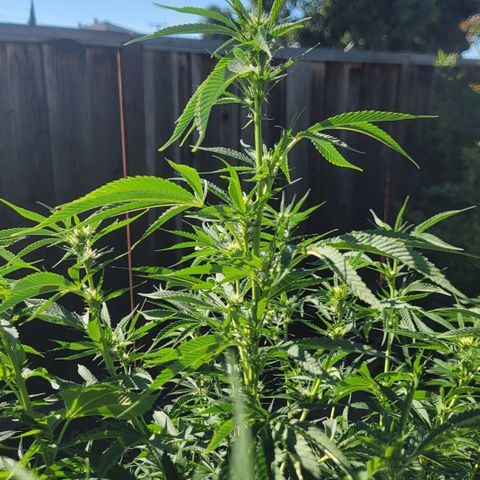 001: "Who Knows" growlog timeline photo