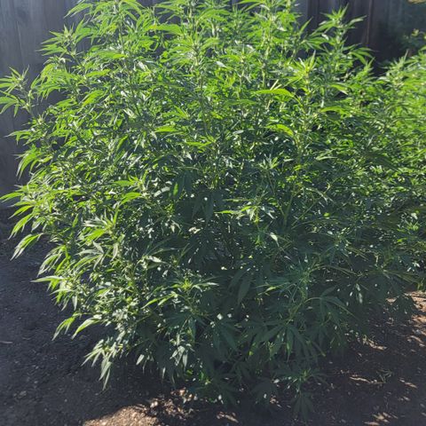 001: "Who Knows" growlog timeline photo