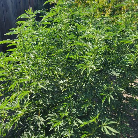 002: "Raul" growlog timeline photo