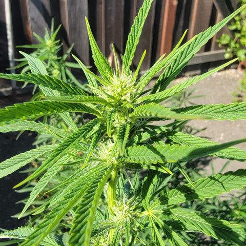 003: "Mike #2 (Right seed)  growlog timeline photo