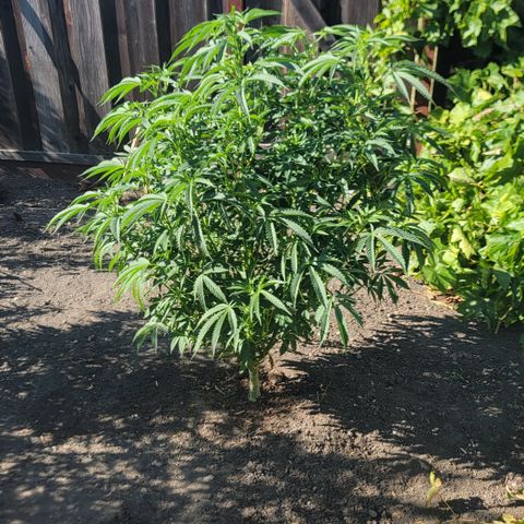 005: "Azul" growlog timeline photo