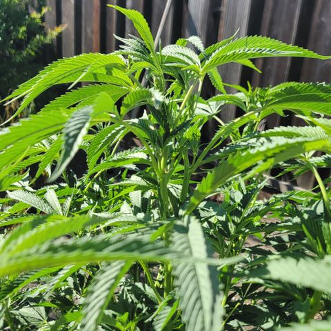 005: "Azul" growlog timeline photo