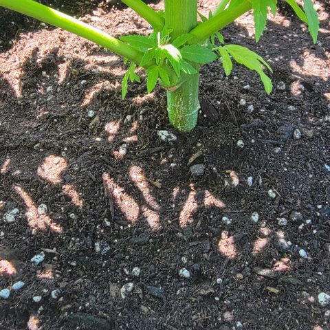 007: "Hella Jelly P5 #1" or AZUL?? growlog timeline photo