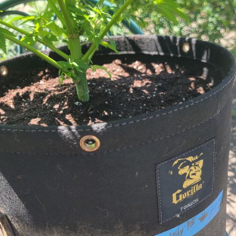 007: "Hella Jelly P5 #1" or AZUL?? growlog timeline photo