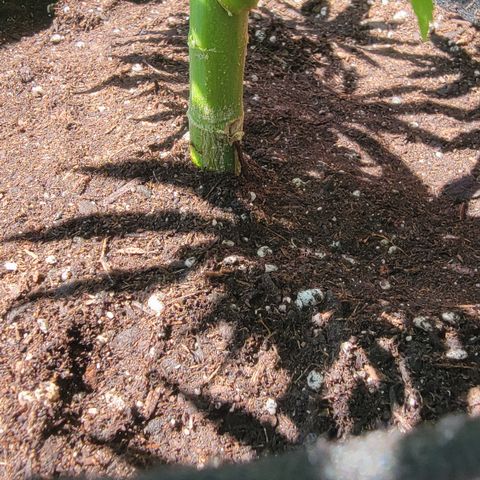 008: "Hella Jelly P5 #2"  growlog timeline photo