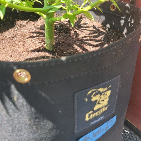 008: "Hella Jelly P5 #2"  growlog timeline photo