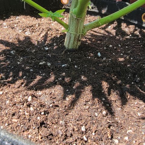 009: "OG Hella Jelly #1" growlog timeline photo