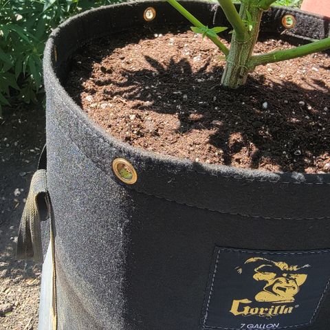 009: "OG Hella Jelly #1" growlog timeline photo