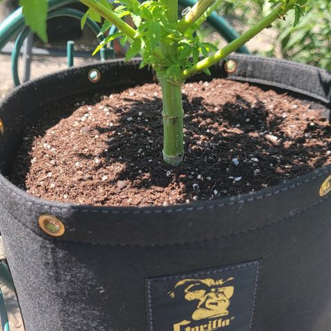 010: "OG Hella Jelly #2" growlog timeline photo