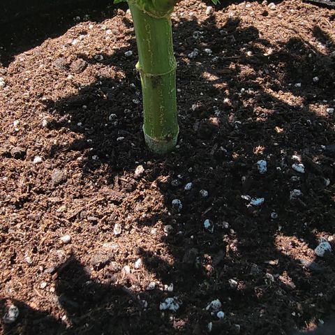 010: "OG Hella Jelly #2" growlog timeline photo