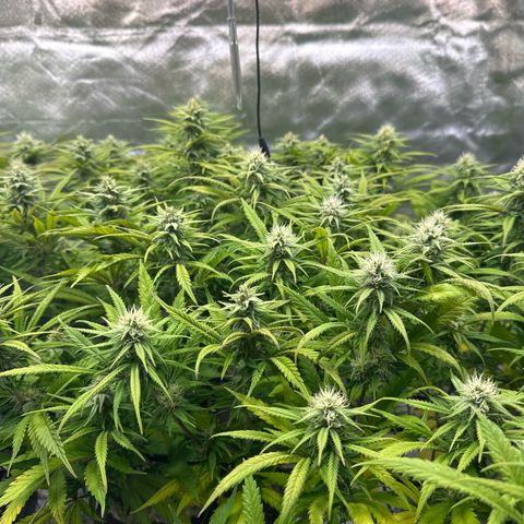 Blue Cheese #2 growlog timeline photo