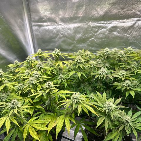 Gorilla Zkittlez #1 growlog timeline photo