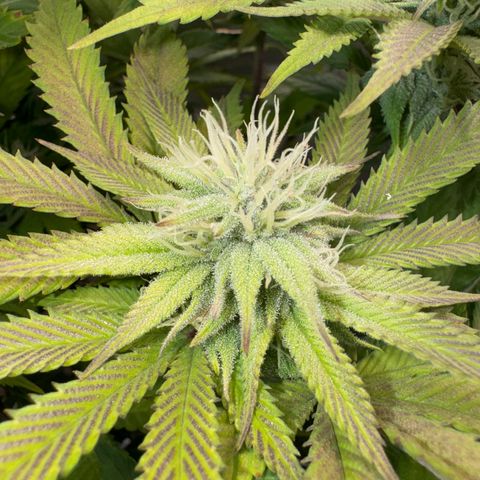 Gorilla Zkittlez #1 growlog timeline photo