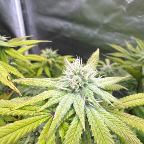 Gorilla Zkittlez #1 growlog timeline photo