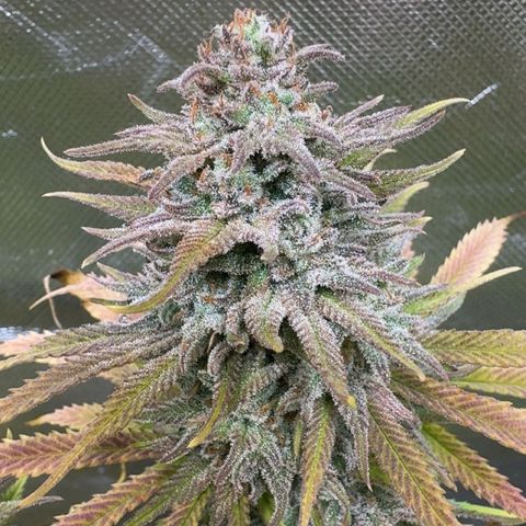 Blue Cheese #2 growlog timeline photo