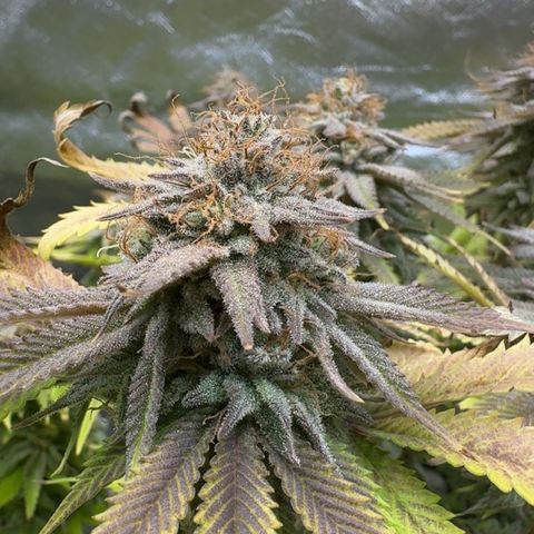 Gorilla Zkittlez #1 growlog timeline photo