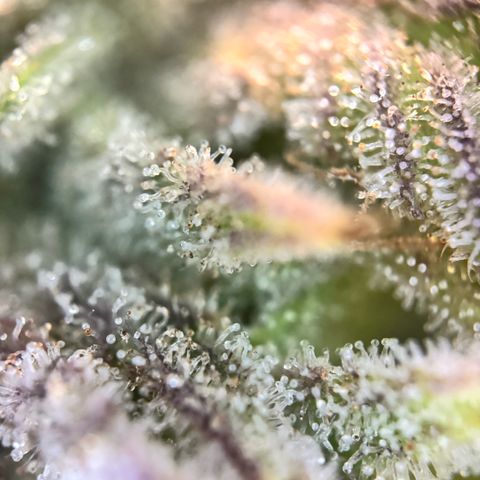 Gorilla Zkittlez #2 growlog timeline photo