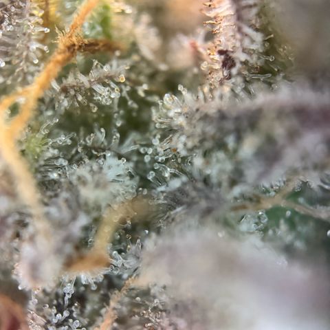 Gorilla Zkittlez #2 growlog timeline photo