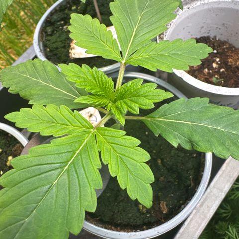 Sticky Wasabi #2 growlog photo: Sehr schöne Blattfarbe und entwickelt sich super! Erde leider immernoch zu feucht. 
(Nächstes Mal Kokossubstrat zum Light Mix beimischen)