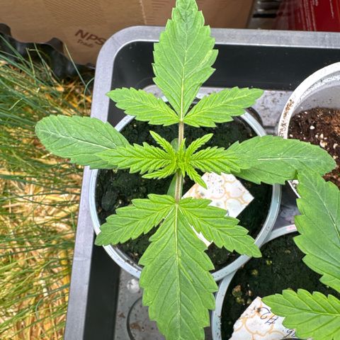 White Truffle #1 growlog photo: Sieht genauso super aus wie die Sticky Wazabi #2! Erde ebenfalls noch zu feucht.