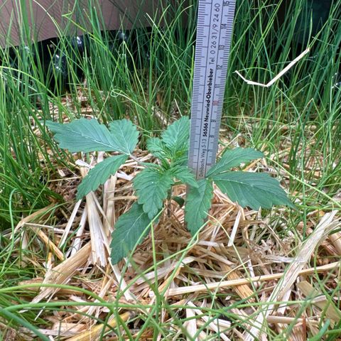 Sticky Wasabi #2 growlog photo: Beigesetzte Pflanze: Schnittlauch (ca. 4 Wochen alt)
Mulch: Bio Strohmulch